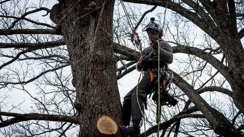 Tree Services Bass Hill